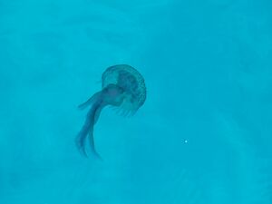 Quallen Cala Rossa.JPG