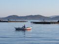 Schleppfischen am Morgen zwischen den Muschelzuchtpontons
