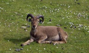 Soay-Schaf.jpg