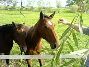 Timmendorf poel pferde.jpg