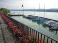 Zürichsee, Hafen Zollikon